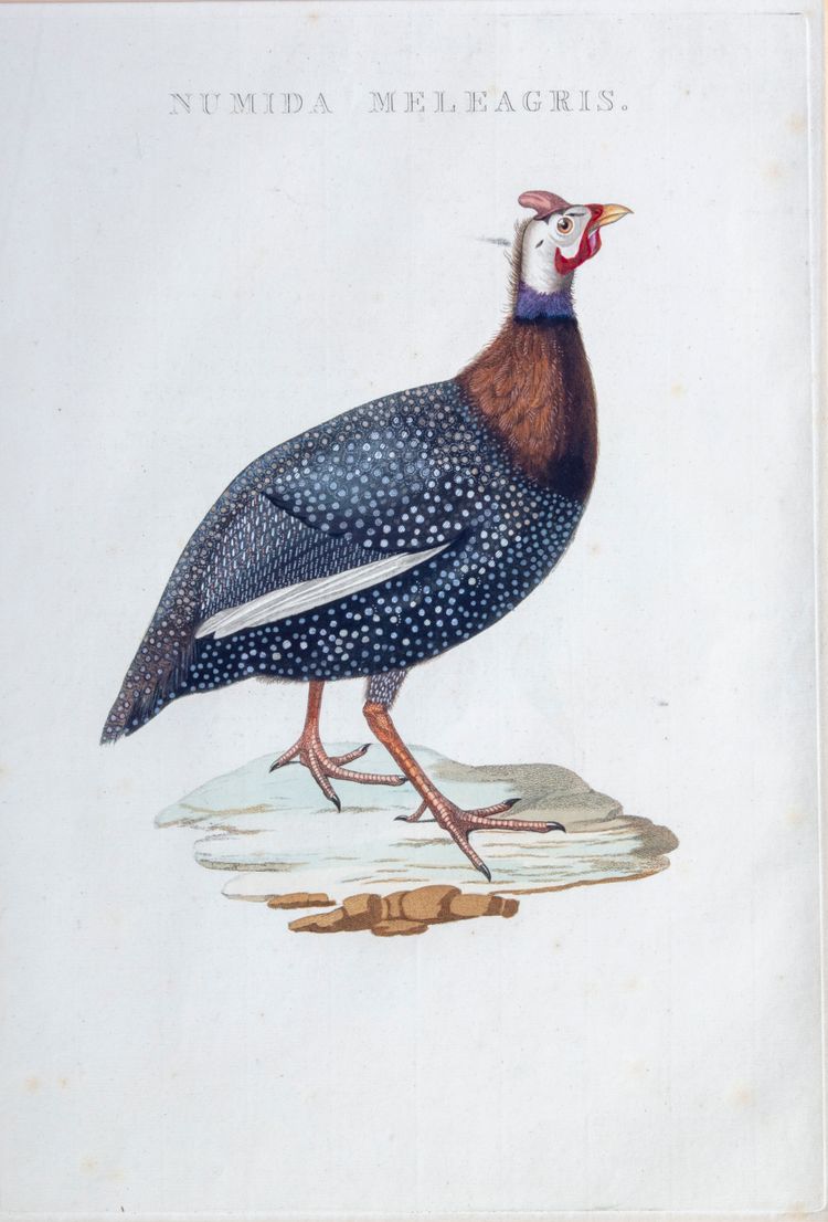 NOZEMAN'S NEDERLANDSCHE VOGELEN - NUMIDA MELEAGRIS, 1770-1829 