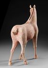A CHINESE TERRACOTTA HORSE, TANG DYNASTY ( 618-906 AD)