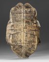 AN ORACLE TURTLE SHELL, CHINA, SHANG DYNASTY, (c. 1600–1046 BC)