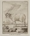 BÉLIER DES INDES AND MOUTON DE BARBARIE, 18TH CENTURY