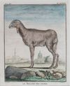 BÉLIER DES INDES AND MOUTON DE BARBARIE, 18TH CENTURY