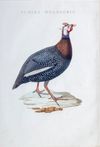 NOZEMAN'S NEDERLANDSCHE VOGELEN - NUMIDA MELEAGRIS, 1770-1829 