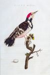 NOZEMAN'S NEDERLANDSCHE VOGELEN - PICUS MEDIUS, 1770-1829  