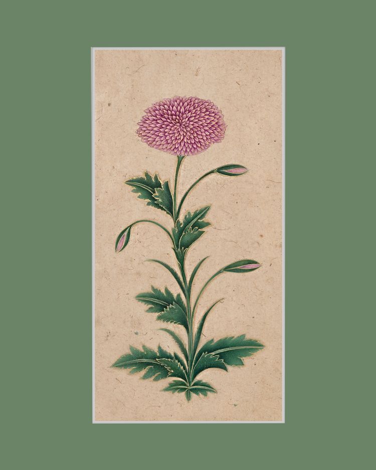 A STUDY OF A PURPLE DOUBLE-FLOWERED POPPY, INDIA, MUGHAL, DECCAN OR POSSIBLY KISHANGARH, 17TH CENTURY