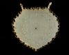A FINE CARVED JADE PENDANT