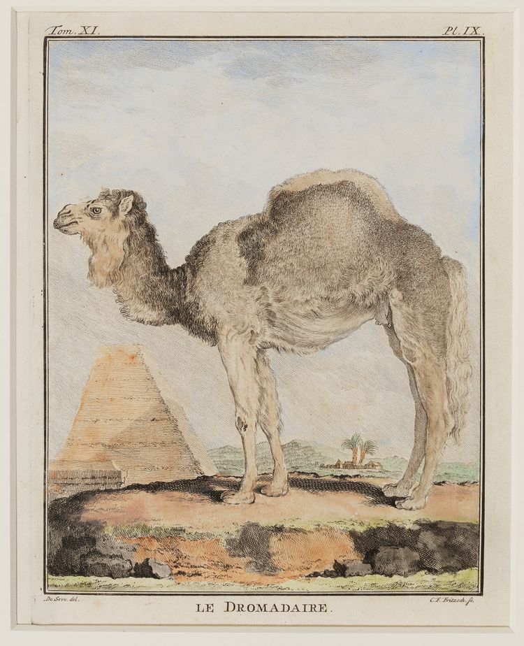 LE DROMADAIRE, 18TH CENTURY