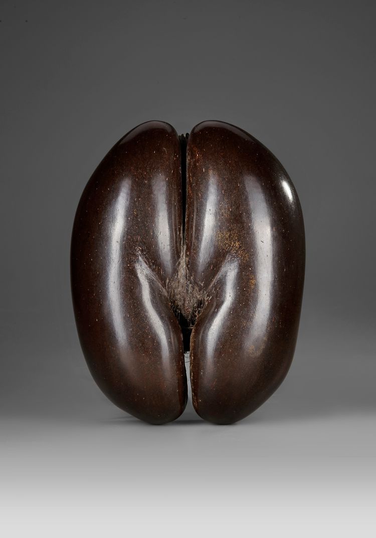 A POLISHED COCO DE MER (LODOICEA MALDIVICA)