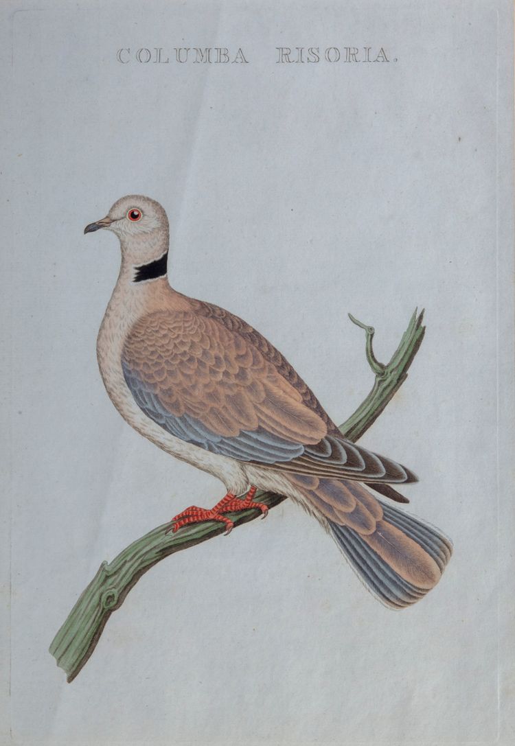 NOZEMAN'S NEDERLANDSCHE VOGELEN - COLUMBA RISORIA,1770-1829