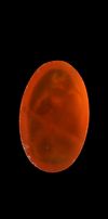 A CARNELIAN INTAGLIO SHOWING A NAKED WARRIOR, HELLENISTIC 2ND-1ST CENTURY BC