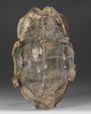 AN ORACLE TURTLE SHELL, CHINA, SHANG DYNASTY, (c. 1600–1046 BC)