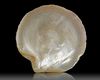 AN INSCRIBED MOTHER-OF PEARL SHELL NACRE, PERSIA OR INDIA, 19TH CENTURY