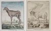 BÉLIER DES INDES AND MOUTON DE BARBARIE, 18TH CENTURY