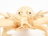 An exceptionally large carved bone model of a lobster with movable parts