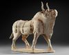 A VERY RARE LARGE OF A WALKING OX IN FULL HARNESS, CHINA, SIX DYNASTIES (220-582 AD)