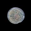 AN EARLY ISLAMIC GLASS WEIGHT OF HALF DIRHAM, 10TH-11TH CENTURY